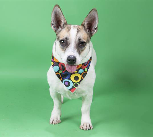 Pet of the Week: Abby